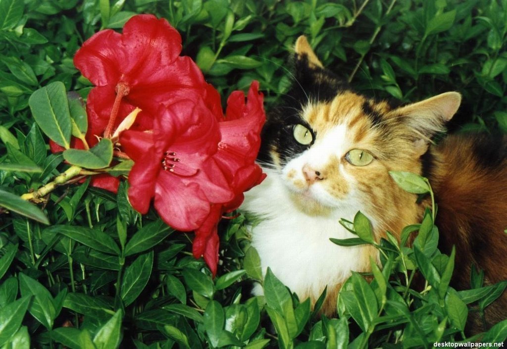 Chats - 142